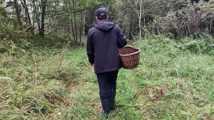 Шукають чоловіка, який пішов по гриби в лісі на Чернігівщині