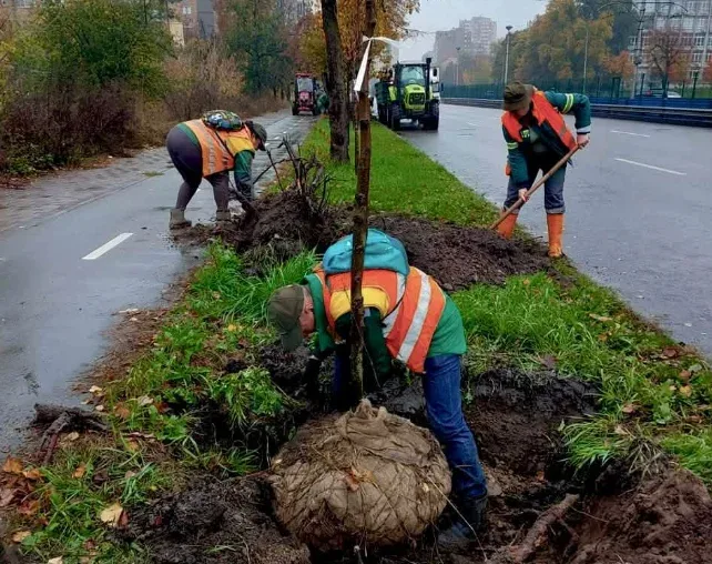 На столичній вулиці Борщагівській висадили 20 лип (фото)