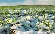 Посевная набирает обороты: где в Украине уже засеяли больше всего