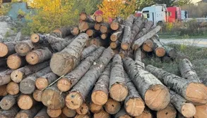 Продавали деревину за пів ціни: ДБР викрило посадовців лісгоспу на Прикарпатті