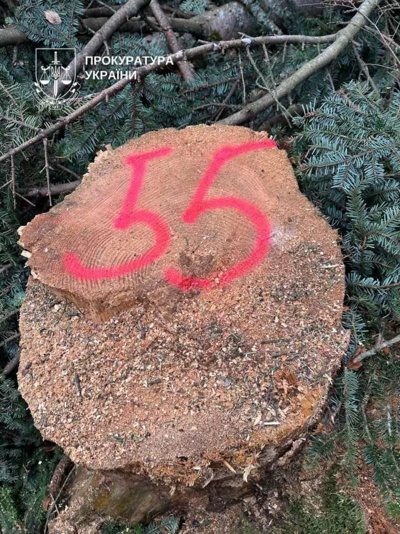 Деревину на десятки мільйонів вивозили з держпідприємства на Буковині