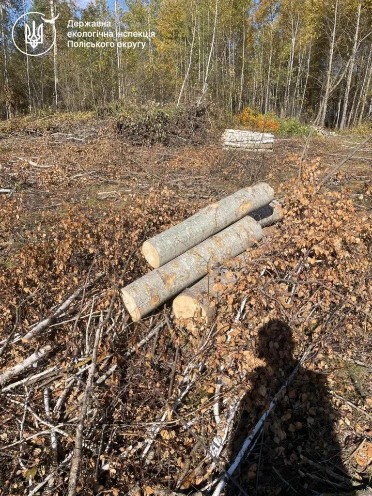 зрубані дерева біля солов'їв