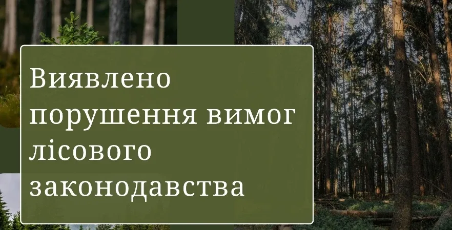 Прокуратура розслідуватиме збитки лісу на 76,6 млн грн на Дрогобиччині