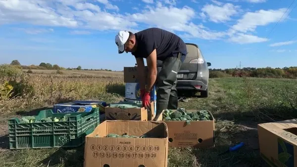 Покинув роботу заради поля: волинянин вирощує броколі та цвітну капусту (фото)