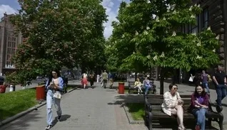У Києві шукають спосіб зберегти каштани: як дерева потерпають від шкідника