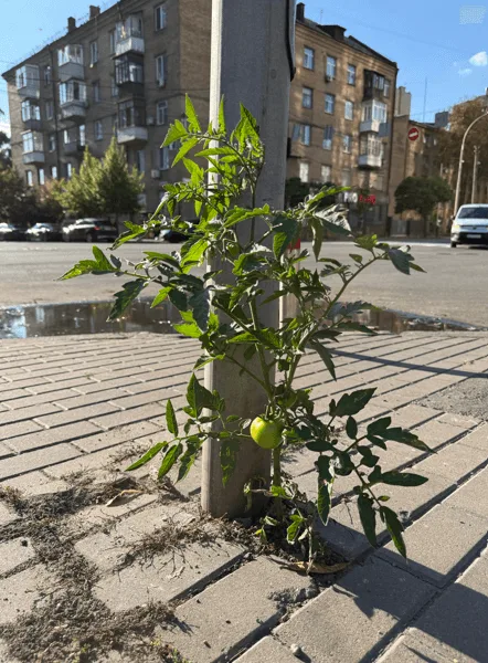 В Киеве вырос куст помидоров