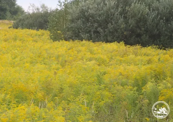 У лісах Полісся оленів поменшало в півтора раза: території захоплюють чужорідні рослини (фото)