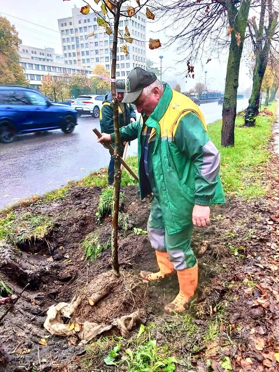 На столичній вулиці Борщагівській висадили 20 лип (фото) На вулиці Борщагівській висадили 20 лип (фото)